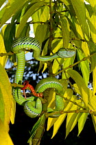 Hagen's pit viper (Trimeresurus hageni) in tree, Sumatra.