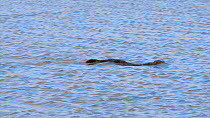 American mink (Neovison vison) swimming across lake, Somerset, England, UK, June.
