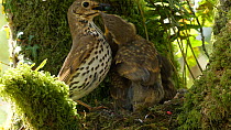 Slow motion clip of a Song thrush (Turdus philomelos) feeding chicks, takes faecal sac and flies out of frame, Carmarthenshire, Wales, UK, June.