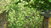 Slow motion clip of a Blue tit (Cyanistes caeruleus) flying to nest box, enters to feed nestlings and leaves, Carmarthenshire, Wales, UK, June.