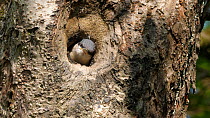 European nuthatch (Sitta europaea) chick at nest hole, Carmarthenshire, Wales, UK, June.