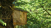 Coal tit (Periparus ater) approaching and enterning a nest box, Carmarthenshire, Wales, UK, May.