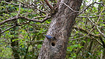 European nuthatch (Sitta europaea) walks down trunk to nest hole, enters to feed nestlings then exits and flies out of frame, Carmarthenshire, Wales, UK, May.