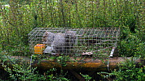 Eastern gray squirrel (Sciurus carolinensis) entering a humane trap, door shuts, Carmarthenshire, Wales, UK, May.
