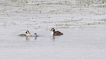 Great crested grebes (Podiceps cristatus) trying to feed fish to chick, Somerset, England, UK, May.