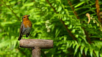 Robin (Erithacus rubecula) perching on a garden fork handle, Carmarthenshire, Wales, UK, May.