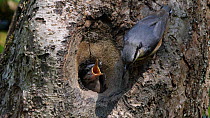 Two juvenile European nuthatchs (Sitta europaea) begging for food at nest hole, fed by parent, Carmarthenshire, Wales, UK, May.