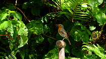 Robin (Erithacus rubecula) perches on fork handle with insects in its beak, on way to nest to feed chicks, Carmarthenshire, Wales, UK, May.