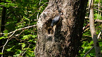 Juvenile European nuthatch (Sitta europaea) near nest, before parent arrives and feeds it, Carmarthenshire, Wales, UK, May.