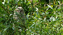 Juvenile Tawny owl (Strix aluco) perched on a branch in wind, Norfolk, England, UK, May.