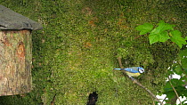 Blue tit (Cyanistes caeruleus) flying to nestbox, enters then leaves, Carmarthenshire, Wales, UK, May.