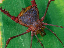 Armored harvestman (Gonyleptidae - possibly Acanthogonyleptes species)  Tapirai, Sao Paulo, Atlantic Forest South-East Reserves UNESCO World Heritage Site, Brazil