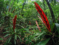 Bromeliad flowers (Vriesea species) Tapirai, Sao Paulo, Atlantic Forest South-East Reserves UNESCO World Heritage Site, Brazil