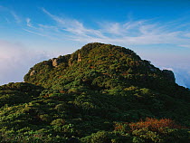 Forest at the top Itapiroca peak, Parana, Atlantic Forest South-East Reserves UNESCO World Heritage Site, Brazil