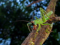 Predatory katydid (Cerberodon viridis) Sao Luis do Paraitinga, Sao Paulo,  Atlantic Forest South-East Reserves UNESCO World Heritage Site, Brazil