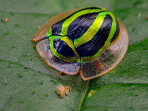 Tortoise beetle (Coptocycla ruficornis) Sao Luis do Paraitinga, Sao Paulo,  Atlantic Forest South-East Reserves UNESCO World Heritage Site, Brazil