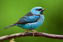 Blue dacnis (Dacnis cayana) male, Sao Luis do Paraitinga, Sao Paulo,  Atlantic Forest South-East Reserves UNESCO World Heritage Site, Brazil