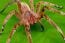 Brazilian wandering spider (Phoneutria nigriventer) Parque do Zizo Private reserve, Sao Paulo, Atlantic Forest South-East Reserves, UNESCO World Heritage Site, Brazil.