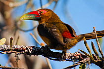 Saffron toucanet (Pteroglossus bailloni) Itatiaia National Park, Itatiaia, Rio de Janeiro, Brazil.