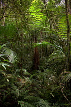 Cyathea fern surrounded by various palm species, Carlos Botelho State Park, Sao Paulo, Atlantic Forest South-East Reserves, UNESCO World Heritage Site, Brazil.