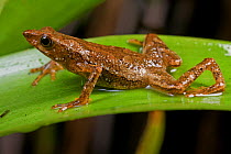 Bromeliad frog (Dendrophryniscus brevipollicatus) Parque da Onca Parda Private Reserve, Sao Paulo, Atlantic Forest South-East Reserves, UNESCO World Heritage Site, Brazil.