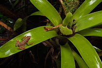 Bromeliad frog (Dendrophryniscus brevipollicatus) Parque da Onca Parda Private Reserve, Sao Paulo, Atlantic Forest South-East Reserves, UNESCO World Heritage Site, Brazil.