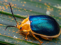 Turquoise leaf beetle (Chrysomelidae) Carlos Botelho State Park, Sao Paulo, Atlantic Forest South-East Reserves UNESCO World Heritage Site, Brazil.