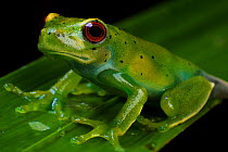 Canebreak treefrog (Aplastodiscus sp) Guainumbi Private Reserve, Sao Paulo, Atlantic Forest South-East Reserves, UNESCO World Heritage Site, Brazil.