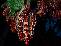 Group of Morpho caterpillars (Morpho sp) Guainumbi Private Reserve, Sao Paulo,  Atlantic Forest South-East Reserves, UNESCO World Heritage Site, Brazil.