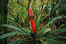 Bromeliad (Aechmea ornata) Pico Parana State Park  Parana, Atlantic Forest South-East Reserves UNESCO World Heritage Site, Brazil.