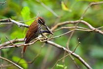 Streaked xenops (Xenops rutilans) Parque da Onca Parda Private Reserve, Sao Paulo, Atlantic Forest South-East Reserves, UNESCO World Heritage Site, Brazil.