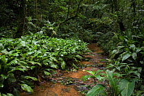 Shallow streams used as trails for wildlife, Parque da Onca Parda Private Reserve, Sao Paulo, Atlantic Forest South-East Reserves, UNESCO World Heritage Site, Brazil.