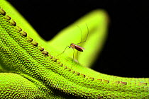 Mosquito biting a Enyalius lizard, Parque do Zizo Private Reserve, Sao Paulo, Atlantic Forest South-East Reserves UNESCO World Heritage Site, Brazil.