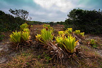 Bromeliads (Quesnelia sp) in the open, Ilha do Cardoso State Park,  Sao Paulo, Atlantic Forest South-East Reserves UNESCO World Heritage Site, Brazil. August 2014