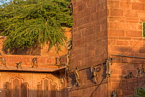 Hanuman Langurs (Semnopithecus entellus) on walls, Mandore Garden, Jodhpur, India.