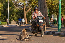 Hanuman Langurs(Semnopithecus entellus) on road with motorcyclist, Mandore Garden, Jodhpur, India.