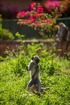 Hanuman Langurs (Semnopithecus entellus) Mandore Garden, Jodhpur, India.