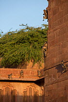 Hanuman Langurs (Semnopithecus entellus) climbing wall, Mandore Garden, Jodhpur, India. March 2015.