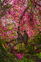 Hanuman Langurs (Semnopithecus entellus) in Bougainvillea  Mandore Garden, Jodhpur, India.