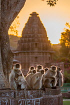 Hanuman Langurs (Semnopithecus entellus) group sitting in front of cenotaph, sunrise, Mandore Garden, Jodhpur, India. March 2015.