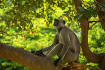 Hanuman Langurs (Semnopithecus entellus) sitting on branch, Mandore Garden, Jodhpur, India.