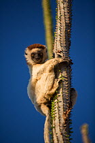 Verreaux's Sifakas (Propithecus verreauxi) in Octopus tree in  spiny forest, Berenty Reserve, Madagascar.