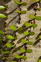 Octopus tree (Didiera madagascariensis) leaves, Spiny Forest, Berenty, Madagascar