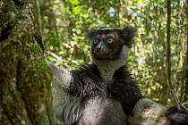 Indri lemur (Indri indri)  Andasibe-Mantadia National Park, in Alaotra-Mangoro Region in eastern Madagascar. Critically endangered species.