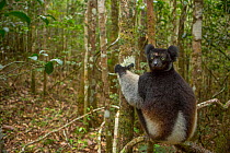 Indri lemur (Indri indri) Andasibe-Mantadia National Park, in Alaotra-Mangoro Region in eastern Madagascar. Critically endangered species.