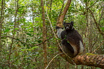 Indri Lemur (Indri indri) Andasibe-Mantadia National Park, in Alaotra-Mangoro Region in eastern Madagascar. Critically endangered species.