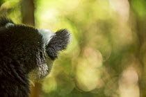 Indri lemur (Indri indri) rear view of ear, Andasibe-Mantadia National Park, in Alaotra-Mangoro Region, eastern Madagascar.