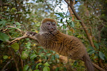 Eastern Lesser Bamboo Lemur (Hapalemur griseus) Andasibe-Mantadia National Park, in Alaotra-Mangoro Region in eastern Madagascar.