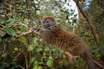Eastern Lesser Bamboo Lemur (Hapalemur griseus) Andasibe-Mantadia National Park, Alaotra-Mangoro Region, eastern Madagascar.