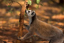 Ring-tailed lemur male (Lemur catta) scent marking tree, Berenty Reserve, Madagascar.